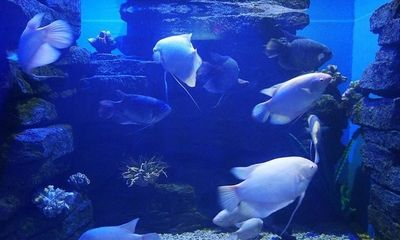 大豐哪里有賣魚缸呢：大豐地區(qū)魚缸的銷售