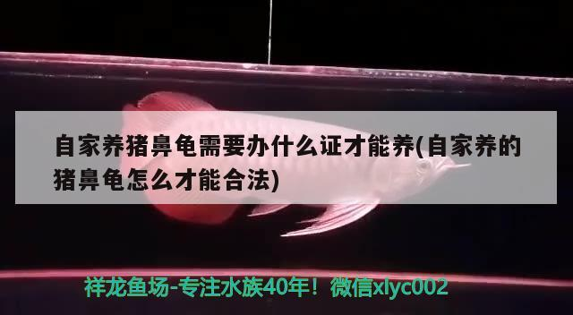 我的虎魚真菌感染了要怎么處理 自家養豬鼻龜需要辦什么證才能養(自家養的豬鼻龜怎么才能合法) 豬鼻龜百科 自家養豬鼻龜需要辦什么證才能養(自家養的豬鼻龜怎么才能合法) 自家養豬鼻龜需要辦什么證才能養(自家養的豬鼻龜怎么才能合法) 豬鼻龜百科