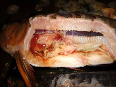 龍魚腸道細(xì)菌感染怎么治療的