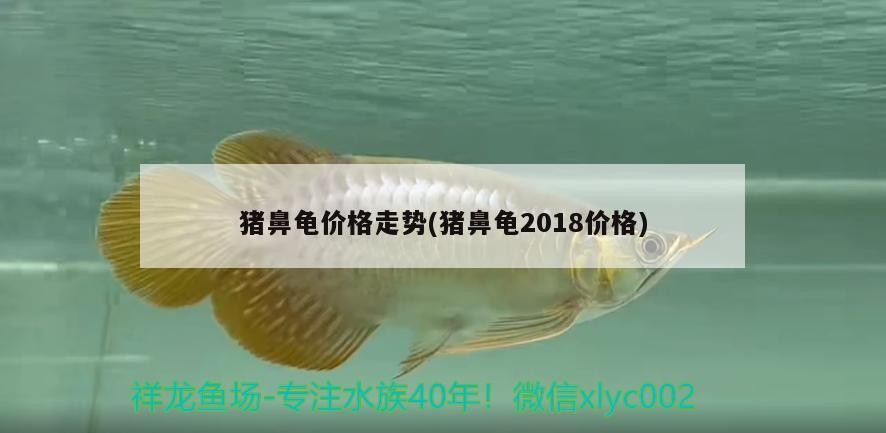 豬鼻龜價格走勢(豬鼻龜2018價格)