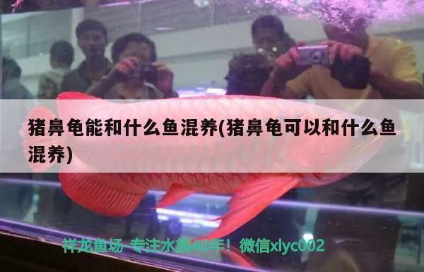 豬鼻龜能和什么魚混養(豬鼻龜可以和什么魚混養)