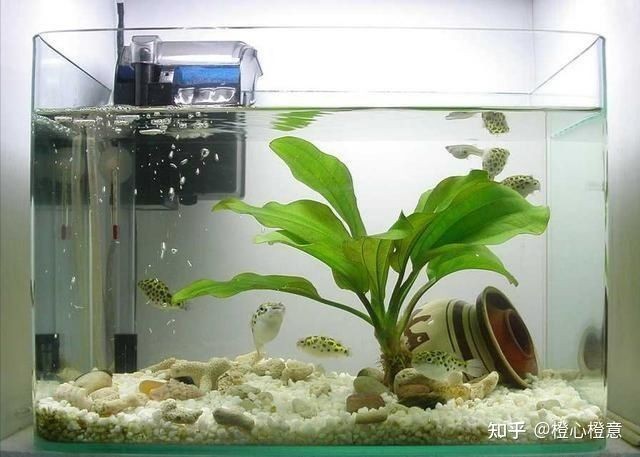 大型養(yǎng)殖魚(yú)缸過(guò)濾系統(tǒng)