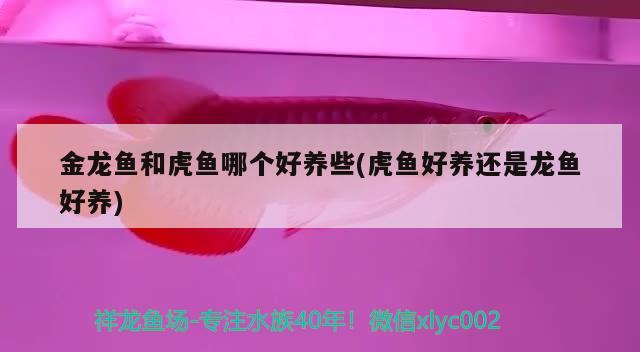 金龍魚和虎魚哪個好養(yǎng)些(虎魚好養(yǎng)還是龍魚好養(yǎng))