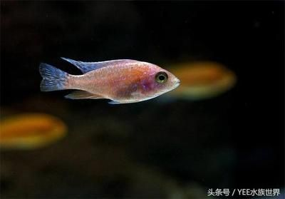 大桶水做魚缸好不好：大桶水養魚的優點和缺點和缺點礦泉水養魚的優缺點