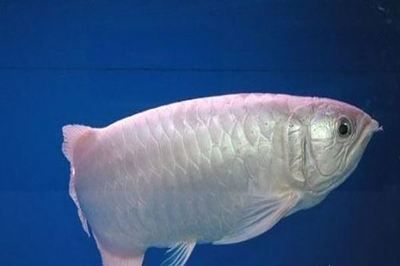 印尼紅龍魚排第幾名了：關于“印尼紅龍魚排第幾名”的查詢，印尼紅龍魚飼養技巧分享