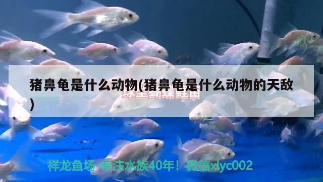 豬鼻龜是什么動物(豬鼻龜是什么動物的天敵) 豬鼻龜是什么動物(豬鼻龜是什么動物的天敵) 豬鼻龜百科