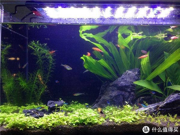 大氣的魚缸造景：魚缸造景的發展歷程