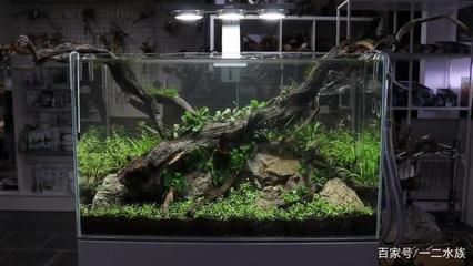大氣的魚缸造景：魚缸造景的發展歷程