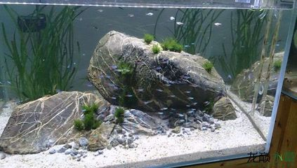 大氣的魚缸造景：魚缸造景的發展歷程