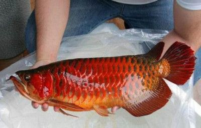 印度尼西亞紅龍魚價格表圖：印度尼西亞紅龍魚價格表