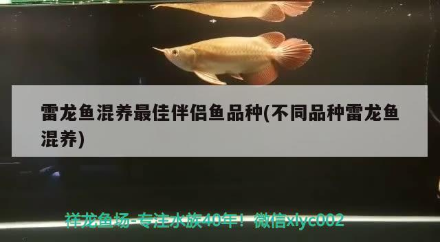雷龍魚混養最佳伴侶魚品種(不同品種雷龍魚混養)