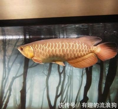 金龍魚吃的小魚有細(xì)菌怎么處理