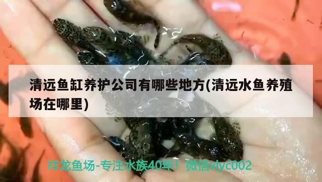 清遠(yuǎn)魚(yú)缸養(yǎng)護(hù)公司有哪些地方(清遠(yuǎn)水魚(yú)養(yǎng)殖場(chǎng)在哪里)