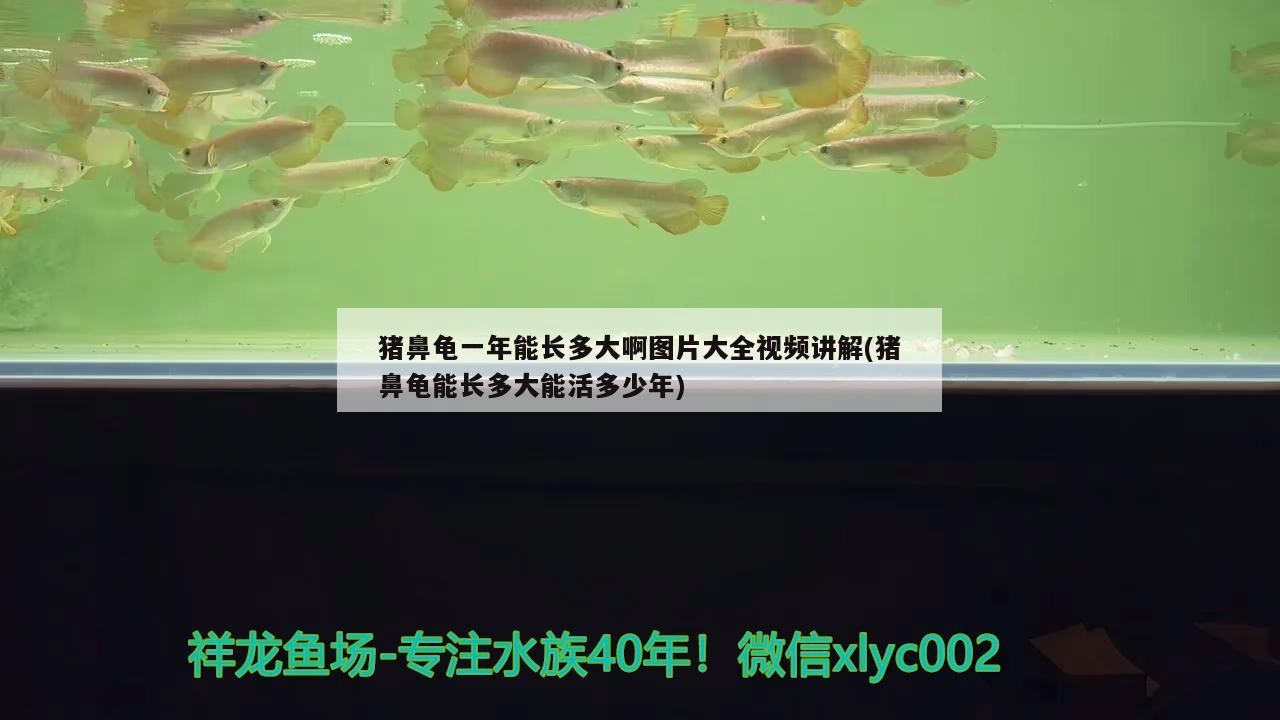 豬鼻龜一年能長多大啊圖片大全視頻講解(豬鼻龜能長多大能活多少年) 豬鼻龜一年能長多大啊圖片大全視頻講解(豬鼻龜能長多大能活多少年) 豬鼻龜百科