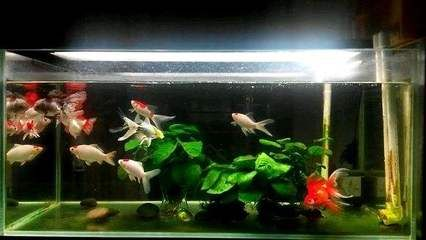 超市魚缸的魚該怎么養好：在超市養魚需要注意什么？ 超市魚缸的魚該怎么養好：在超市養魚需要注意什么？ 魚缸百科 第3張