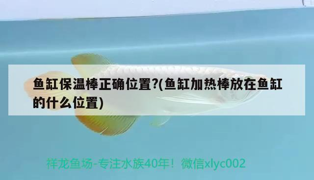 魚缸保溫棒正確位置?(魚缸加熱棒放在魚缸的什么位置) 魚缸保溫棒正確位置?(魚缸加熱棒放在魚缸的什么位置) 虎魚百科 第3張