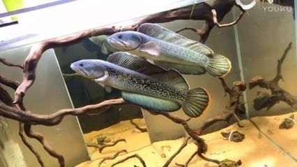 紅龍魚海水魚哪個好養活些：紅龍魚和海水魚的飼養難度各有不同 紅龍魚海水魚哪個好養活些：紅龍魚和海水魚的飼養難度各有不同 紅龍魚百科 第1張
