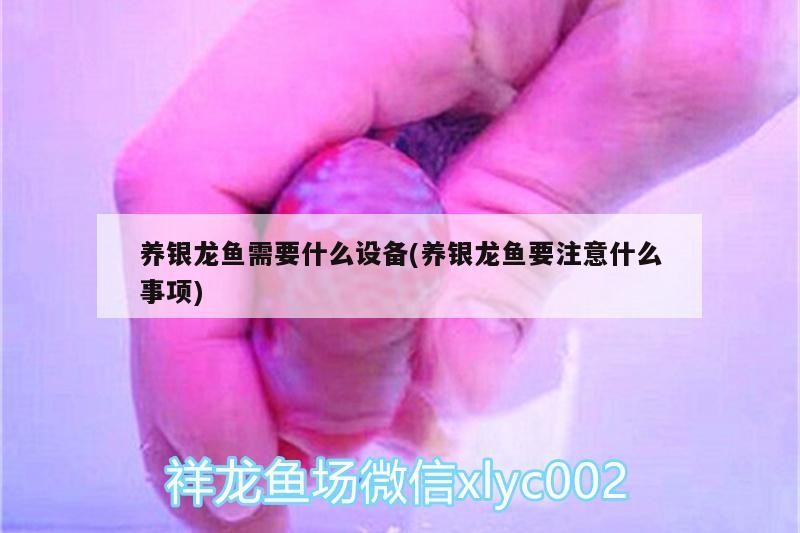 養銀龍魚需要什么設備(養銀龍魚要注意什么事項)