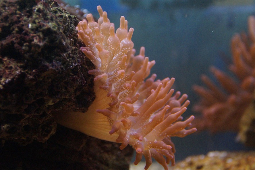 祥龍魚場水族館加盟電話地址是多少（祥龍魚場水族館加盟電話地址是多少號）