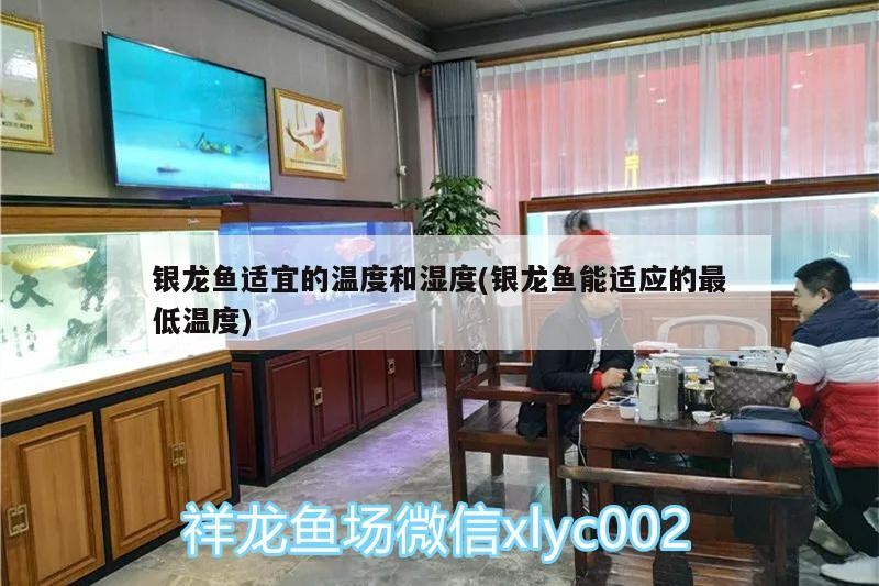 銀龍魚適宜的溫度和濕度(銀龍魚能適應(yīng)的最低溫度) 銀龍魚適宜的溫度和濕度(銀龍魚能適應(yīng)的最低溫度) 銀龍魚百科