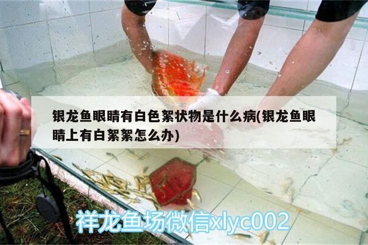 銀龍魚眼睛有白色絮狀物是什么病(銀龍魚眼睛上有白絮絮怎么辦) 銀龍魚眼睛有白色絮狀物是什么病(銀龍魚眼睛上有白絮絮怎么辦) 銀龍魚百科