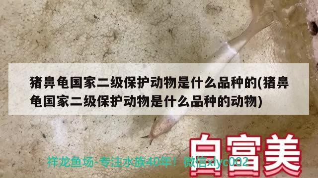 豬鼻龜國家二級保護動物是什么品種的(豬鼻龜國家二級保護動物是什么品種的動物)