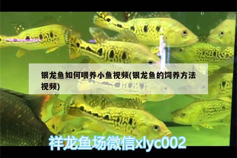 銀龍魚如何喂養小魚視頻(銀龍魚的飼養方法視頻)