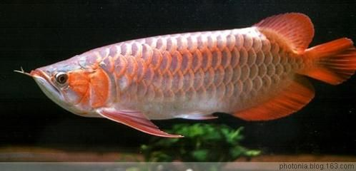 紅龍魚分幾種類型：紅龍魚養(yǎng)殖技巧：紅龍魚品種鑒別方法，紅龍魚品種鑒別方法