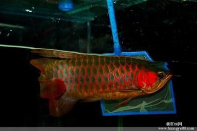 紅龍魚分幾種類型：紅龍魚養殖技巧：紅龍魚品種鑒別方法，紅龍魚品種鑒別方法
