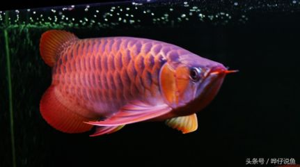 紅龍魚分幾種類型：紅龍魚養殖技巧：紅龍魚品種鑒別方法，紅龍魚品種鑒別方法
