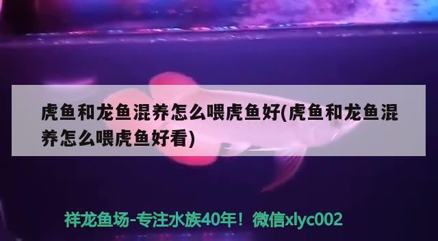 虎魚和龍魚混養怎么喂虎魚好(虎魚和龍魚混養怎么喂虎魚好看)