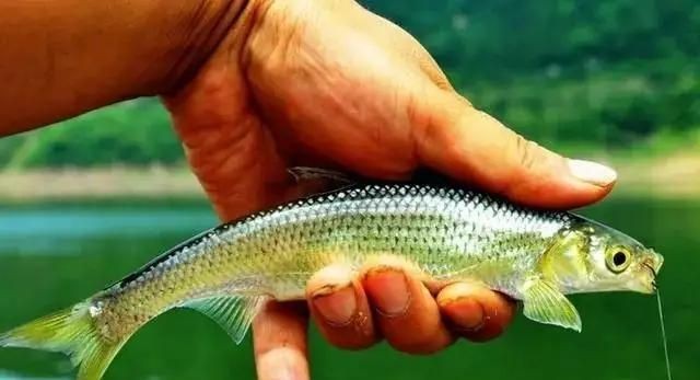 白條魚能在魚缸繁殖嗎怎么養：白條魚是一種比較好養的魚，需要注意以下幾個方面