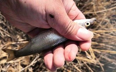 白條魚能在魚缸繁殖嗎怎么養：白條魚是一種比較好養的魚，需要注意以下幾個方面