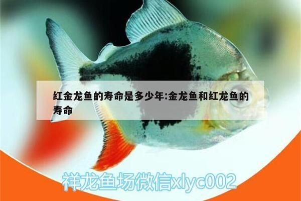 金龍魚和紅龍魚的壽命：金龍魚和紅龍魚的壽命一般在多少年之間