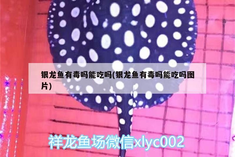 銀龍魚(yú)有毒嗎能吃嗎(銀龍魚(yú)有毒嗎能吃嗎圖片)