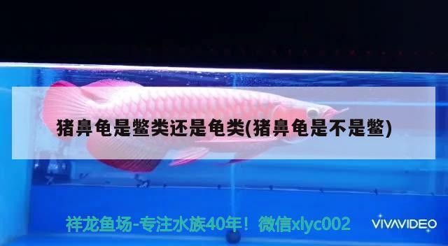 豬鼻龜是鱉類(lèi)還是龜類(lèi)(豬鼻龜是不是鱉)