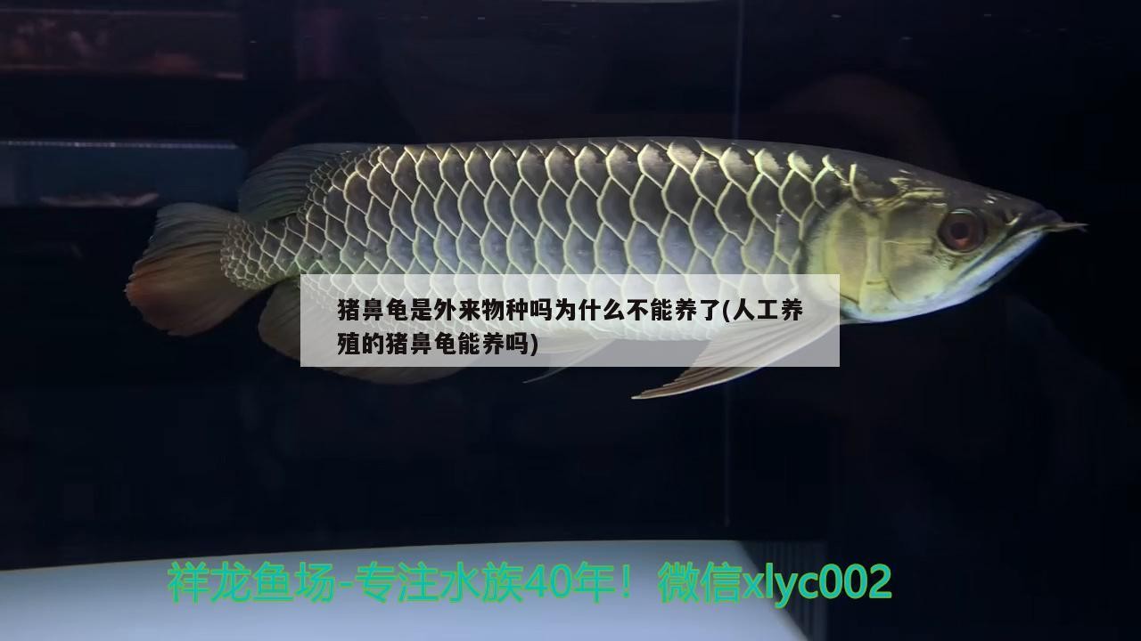 豬鼻龜是外來物種嗎為什么不能養了(人工養殖的豬鼻龜能養嗎)