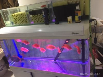 森森600魚缸：森森600魚缸價格在不同時間點有所變動在京東購買需注意