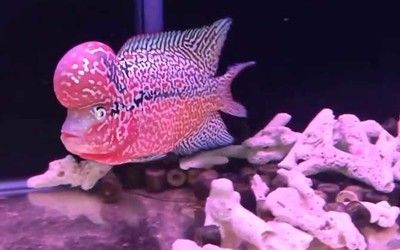 血紅龍魚高清手機壁紙：紅龍魚高清手機壁紙獲取、設置、個性化定制以及注意事項