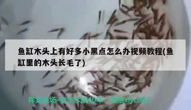 魚缸木頭上有好多小黑點怎么辦視頻教程(魚缸里的木頭長毛了) 魚缸木頭上有好多小黑點怎么辦視頻教程(魚缸里的木頭長毛了) 森森魚缸