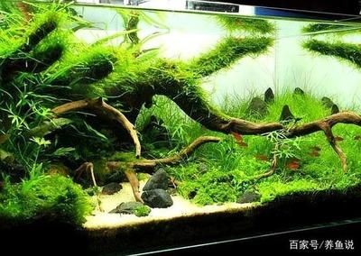 大型觀賞魚缸造景：魚缸造景一般分為以下幾個步驟魚缸造景的步驟和步驟