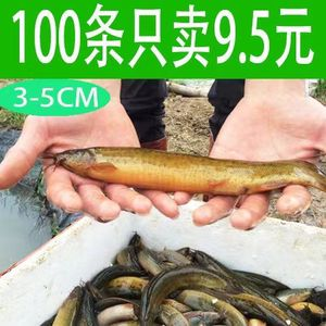 臺灣龍魚vs祥龍魚場（臺灣龍魚與祥龍魚場之間的關系）