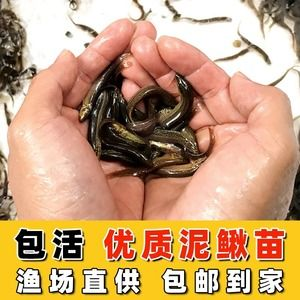 臺(tái)灣龍魚(yú)vs祥龍魚(yú)場(chǎng)（臺(tái)灣龍魚(yú)與祥龍魚(yú)場(chǎng)之間的關(guān)系）