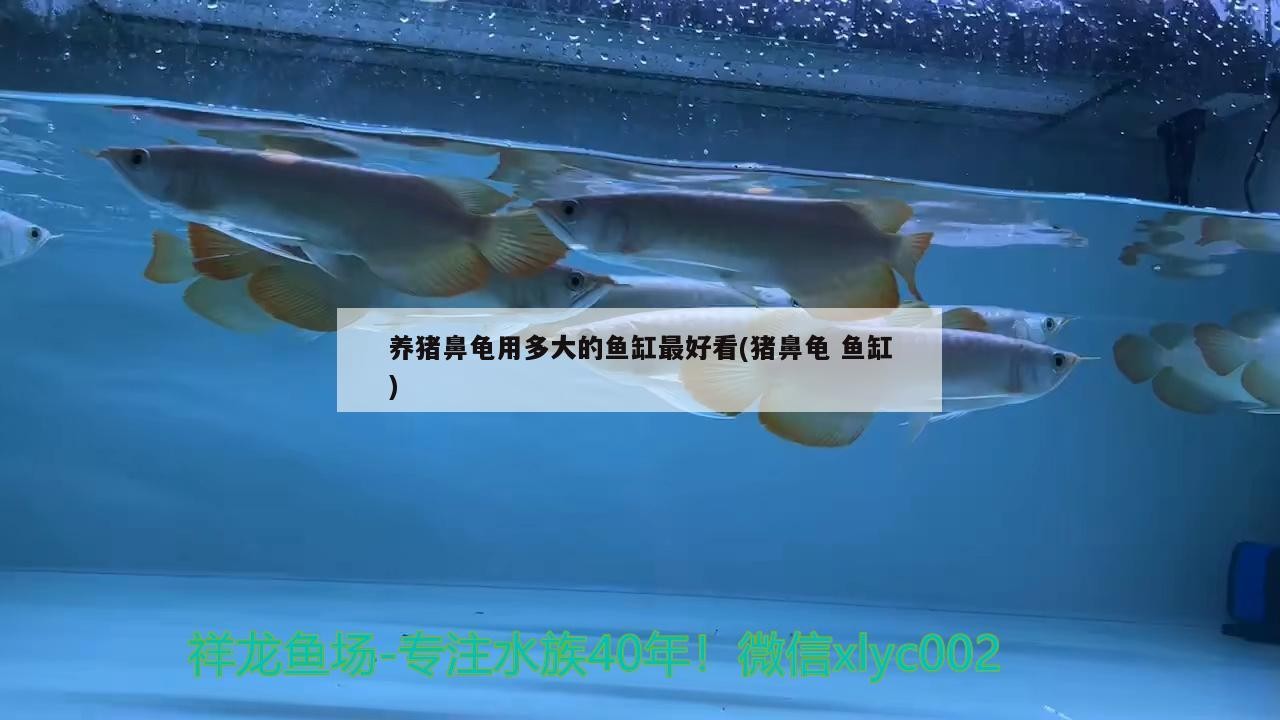 養(yǎng)豬鼻龜用多大的魚(yú)缸最好看(豬鼻龜魚(yú)缸)