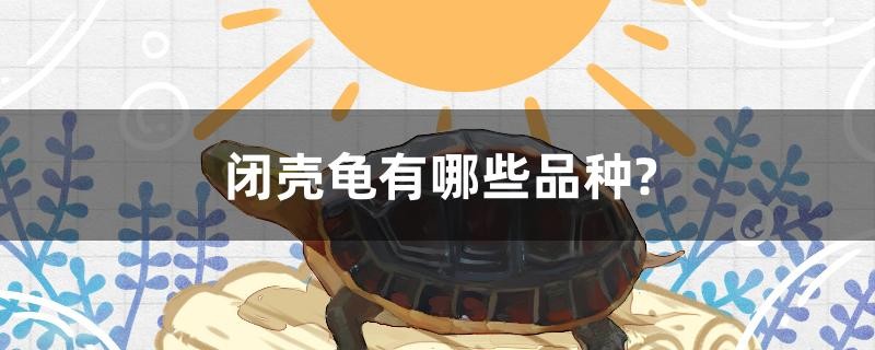 閉殼龜有哪些品種？