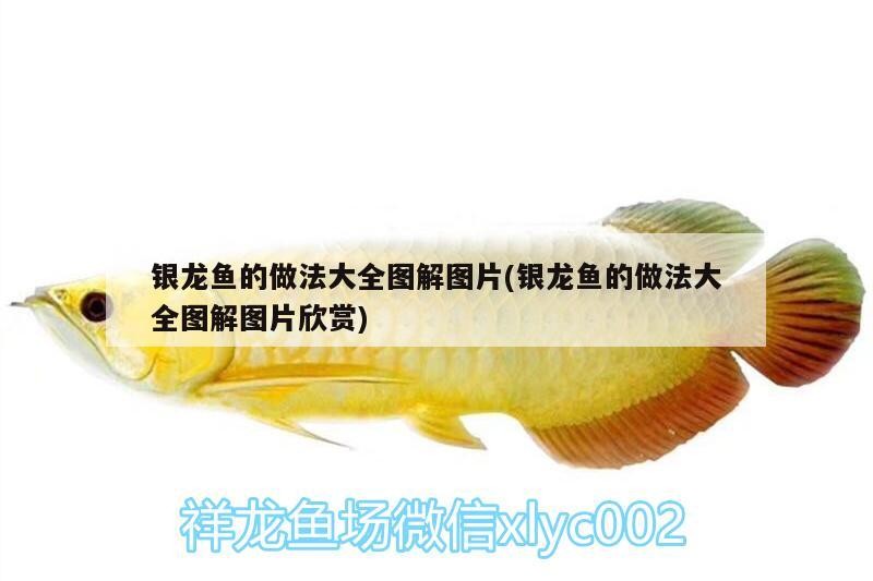 銀龍魚的做法大全圖解圖片(銀龍魚的做法大全圖解圖片欣賞)