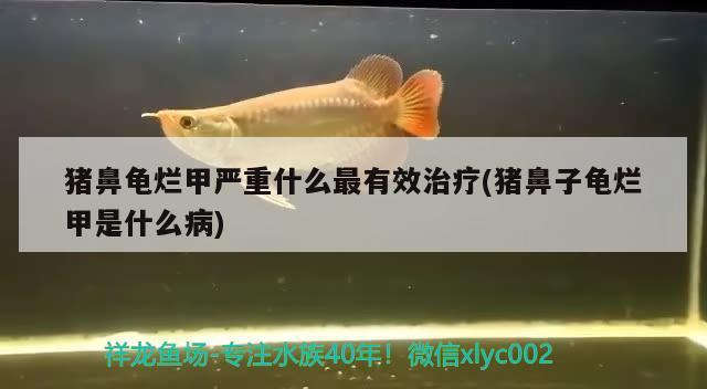 豬鼻龜爛甲嚴重什么最有效治療(豬鼻子龜爛甲是什么病)