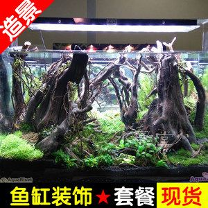杜鵑根魚缸造景：杜鵑根的養護與管理