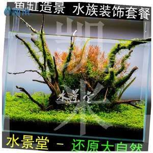 杜鵑根魚缸造景：杜鵑根的養護與管理