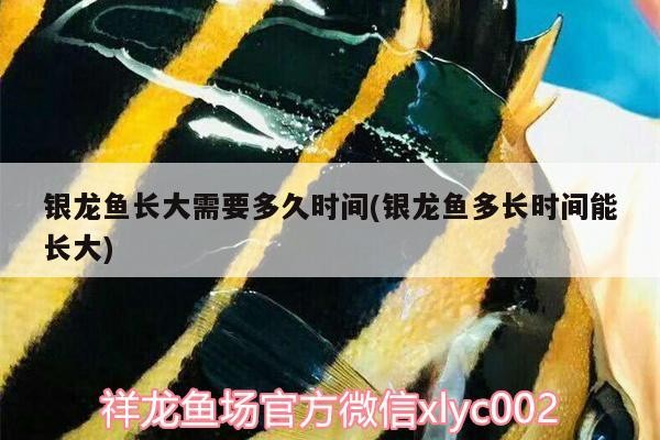 銀龍魚長(zhǎng)大需要多久時(shí)間(銀龍魚多長(zhǎng)時(shí)間能長(zhǎng)大) 銀龍魚長(zhǎng)大需要多久時(shí)間(銀龍魚多長(zhǎng)時(shí)間能長(zhǎng)大) 銀龍魚百科